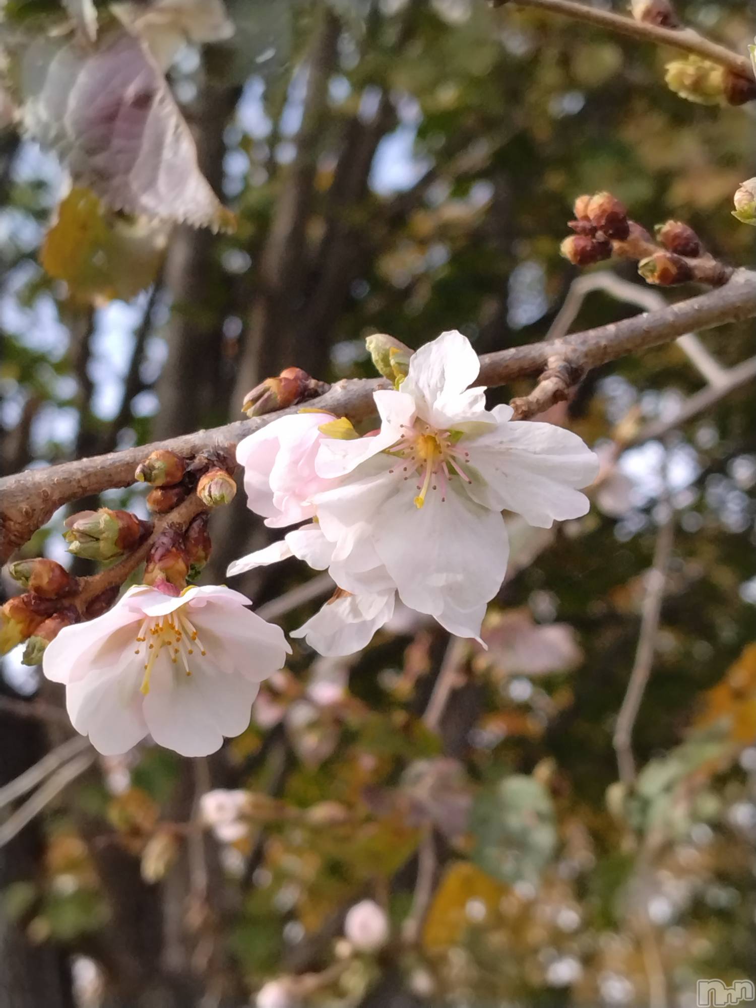 長岡デリヘル人妻楼　長岡店(ヒトヅマロウ　ナガオカテン)なな(43)の2025年11月24日写メブログ「11月なのに」