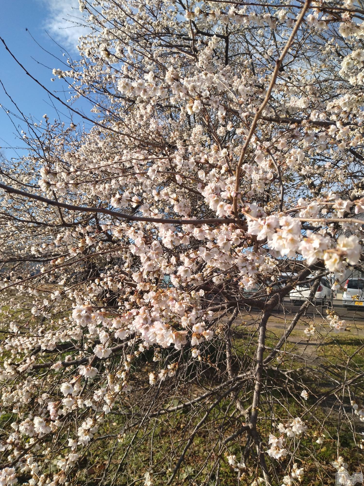 長岡デリヘル人妻楼　長岡店(ヒトヅマロウ　ナガオカテン)なな(43)の2025年12月20日写メブログ「近所の」
