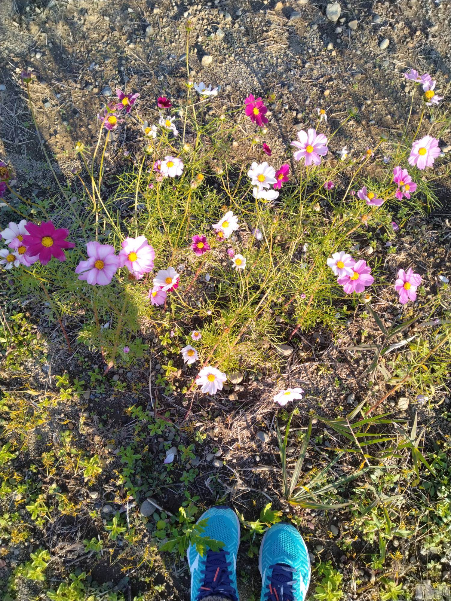 長岡デリヘル人妻楼　長岡店(ヒトヅマロウ　ナガオカテン)なな(43)の2025年12月20日写メブログ「買い忘れた物は！！」