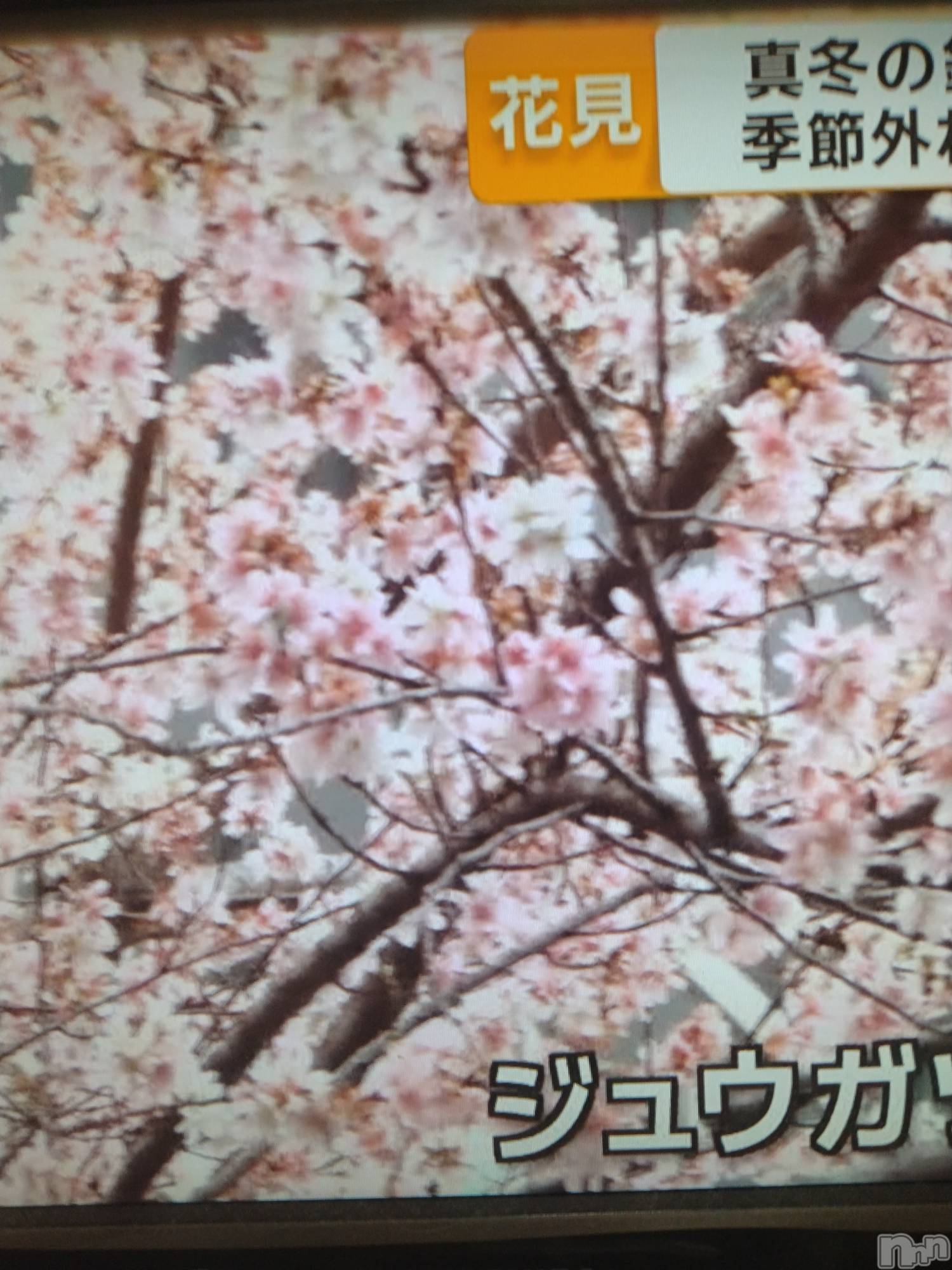 長岡デリヘル人妻楼　長岡店(ヒトヅマロウ　ナガオカテン)なな(43)の2026年1月18日写メブログ「桜が咲いたのだとか」