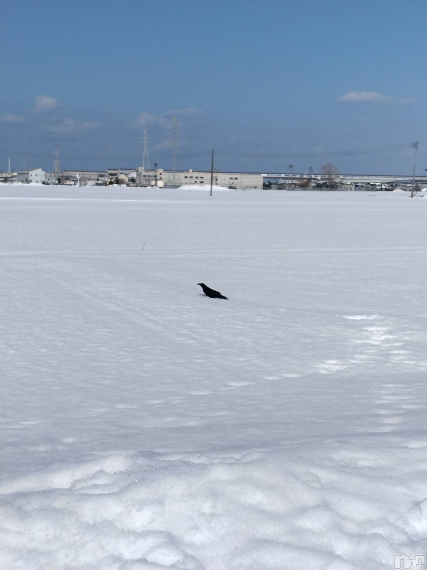 長岡デリヘル人妻楼　長岡店(ヒトヅマロウ　ナガオカテン)なな(43)の2026年2月12日写メブログ「一体何があったのか❓️」