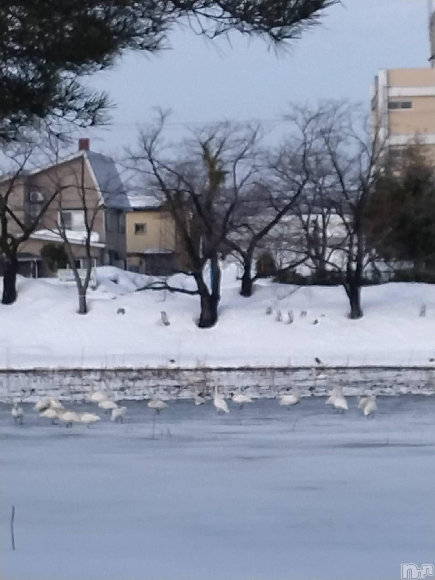 長岡デリヘル人妻楼　長岡店(ヒトヅマロウ　ナガオカテン)なな(43)の2026年2月14日写メブログ「ここに居ました！」