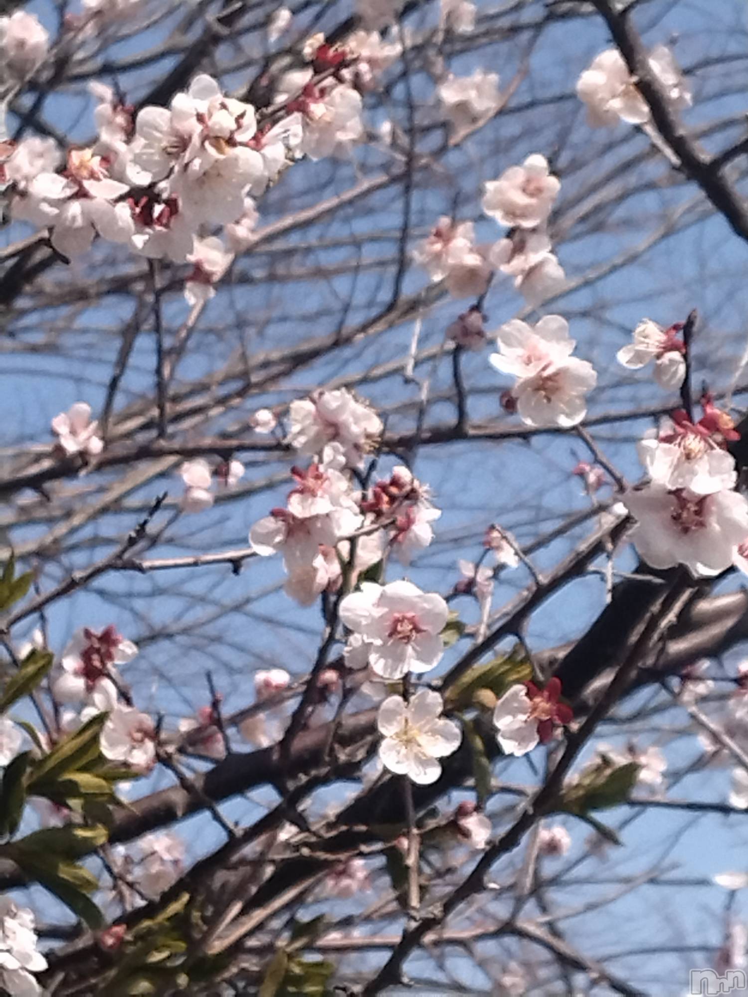 長岡デリヘル人妻楼　長岡店(ヒトヅマロウ　ナガオカテン)なな(43)の2026年3月28日写メブログ「桜が咲いた」