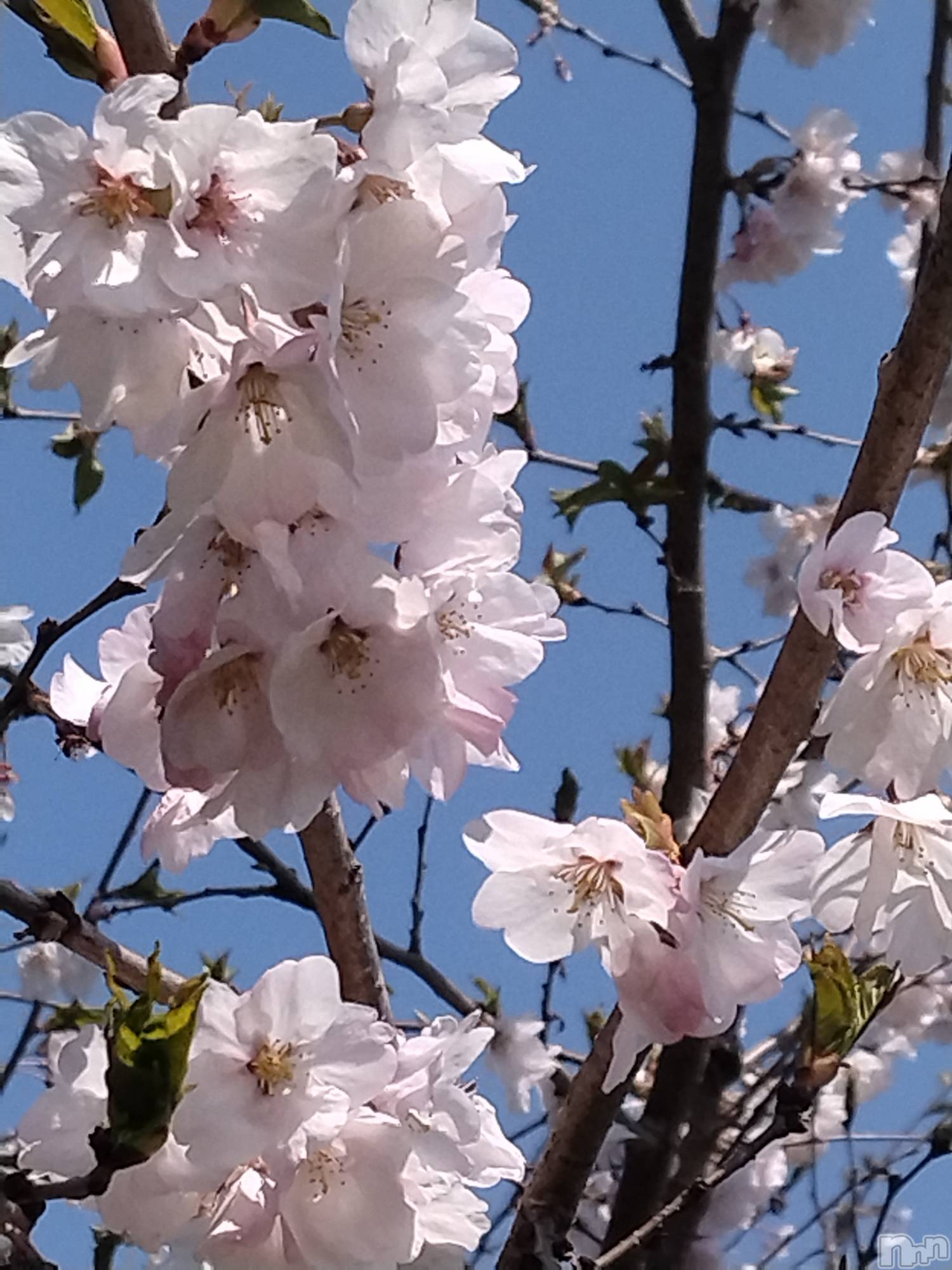 長岡デリヘル人妻楼　長岡店(ヒトヅマロウ　ナガオカテン)なな(43)の2026年4月5日写メブログ「昨日だけど」