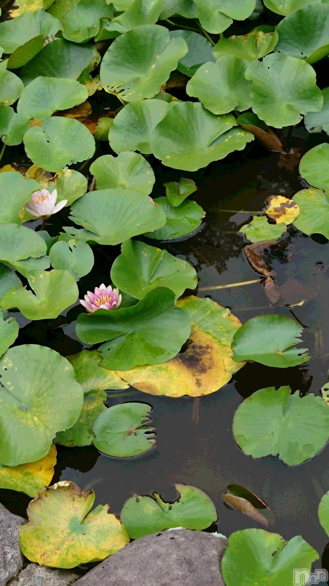 長岡デリヘル人妻楼　長岡店(ヒトヅマロウ　ナガオカテン)なな(43)の2019年7月16日写メブログ「ハヤク・・」