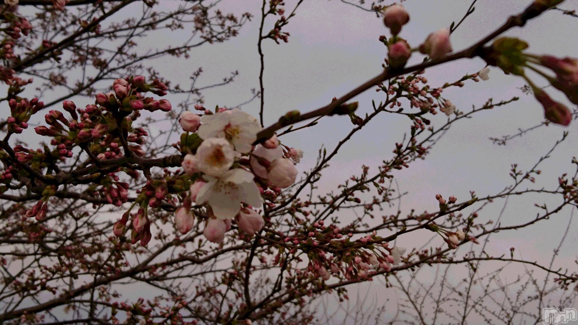 長岡デリヘル人妻楼　長岡店(ヒトヅマロウ　ナガオカテン)なな(43)の2020年3月30日写メブログ「チラホラ・・」