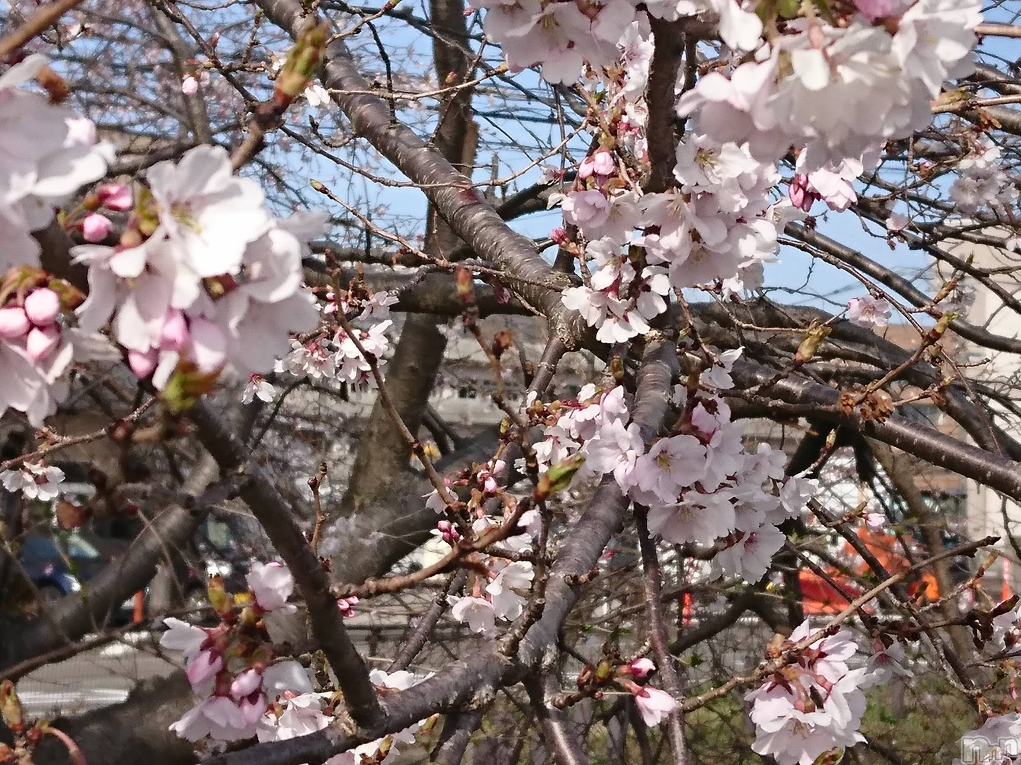長岡人妻デリヘル人妻楼　長岡店(ヒトヅマロウ　ナガオカテン)なな(38)の2021年3月25日写メブログ「昨日桜が咲いてました。」