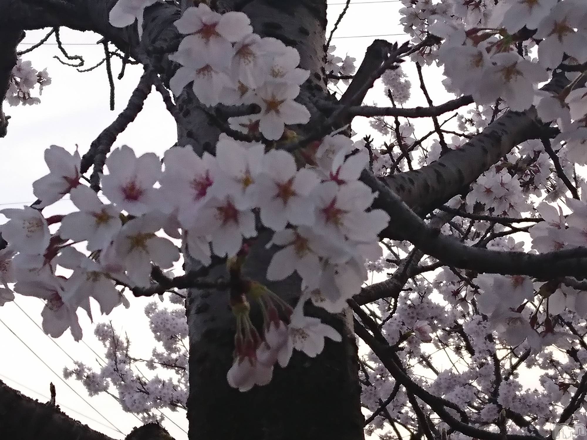 長岡デリヘル人妻楼　長岡店(ヒトヅマロウ　ナガオカテン)なな(43)の2021年4月2日写メブログ「満開の桜を観ながら」