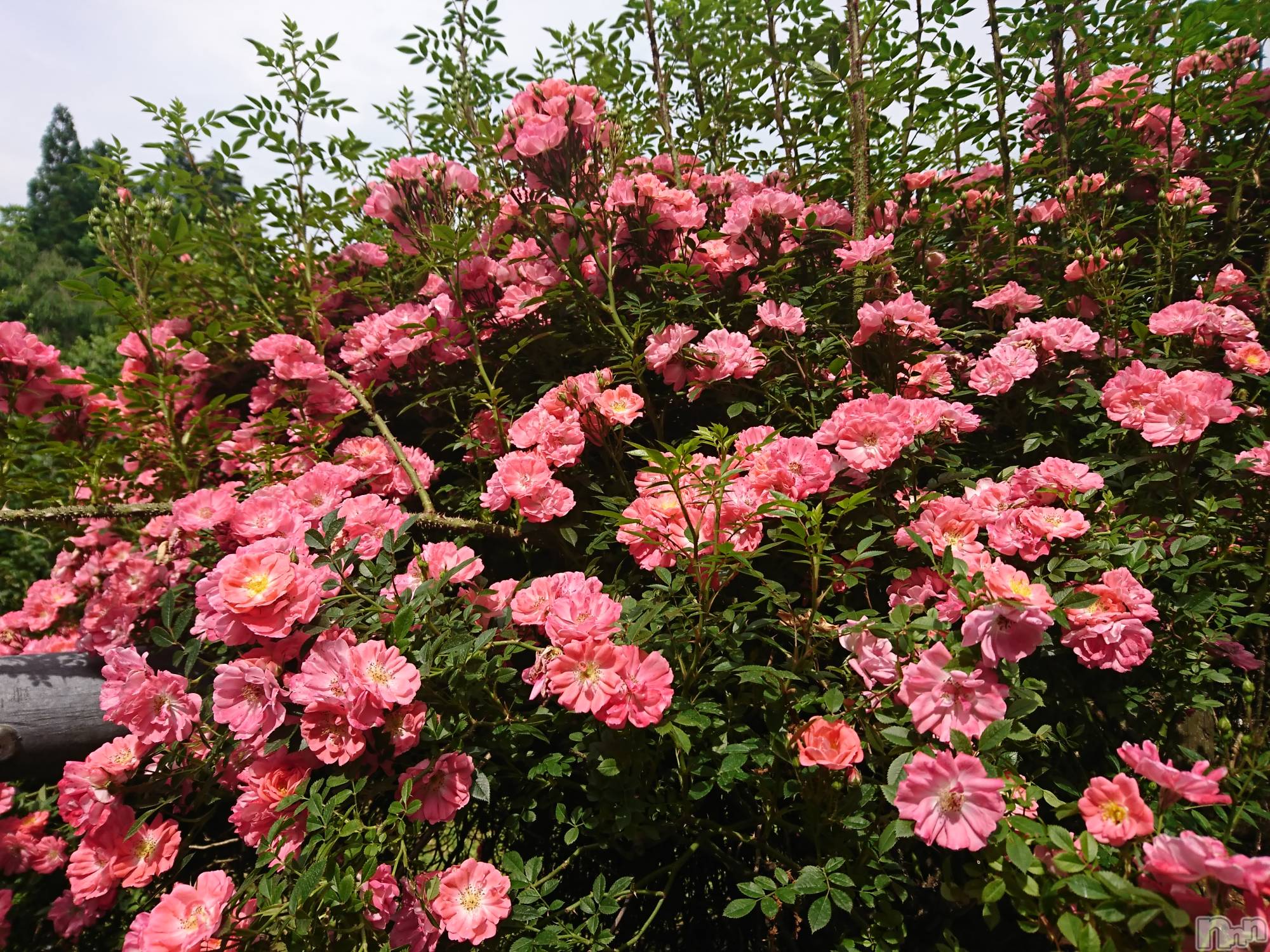長岡デリヘル人妻楼　長岡店(ヒトヅマロウ　ナガオカテン)なな(43)の2021年6月25日写メブログ「私の隣に」