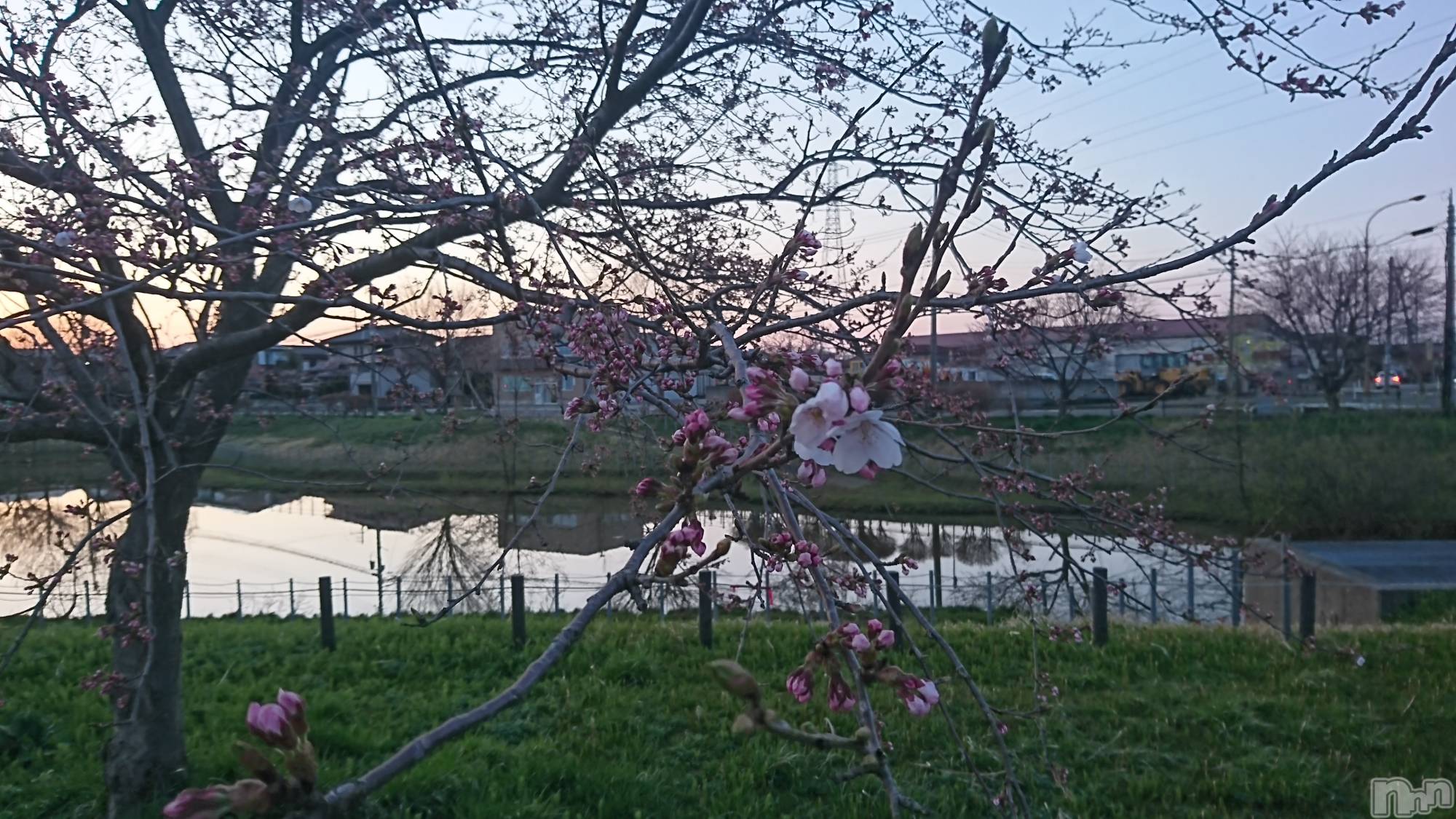 長岡デリヘル人妻楼　長岡店(ヒトヅマロウ　ナガオカテン)なな(43)の2022年4月8日写メブログ「近所のサクラが」