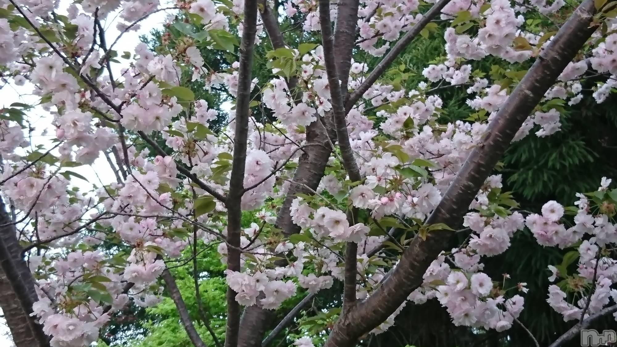 長岡デリヘル人妻楼　長岡店(ヒトヅマロウ　ナガオカテン)なな(43)の2022年4月24日写メブログ「昨日咲いてた桜」