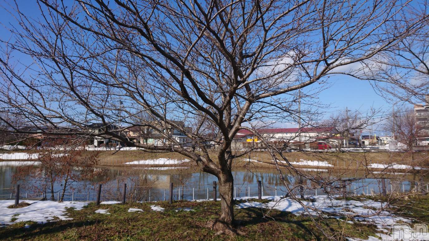 長岡デリヘル人妻楼　長岡店(ヒトヅマロウ　ナガオカテン)なな(43)の2023年2月13日写メブログ「何の木でしょう？」