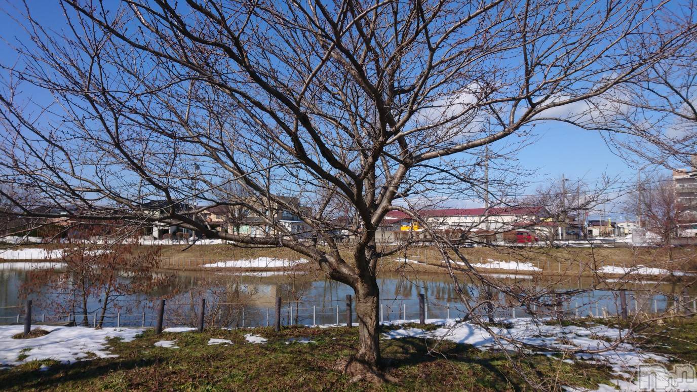 長岡人妻デリヘル人妻楼　長岡店(ヒトヅマロウ　ナガオカテン)なな(38)の2023年2月13日写メブログ「何の木でしょう？」