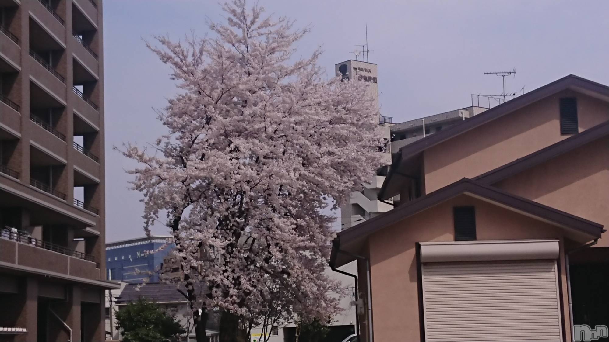 長岡デリヘル人妻楼　長岡店(ヒトヅマロウ　ナガオカテン)なな(43)の2023年4月5日写メブログ「長岡は」