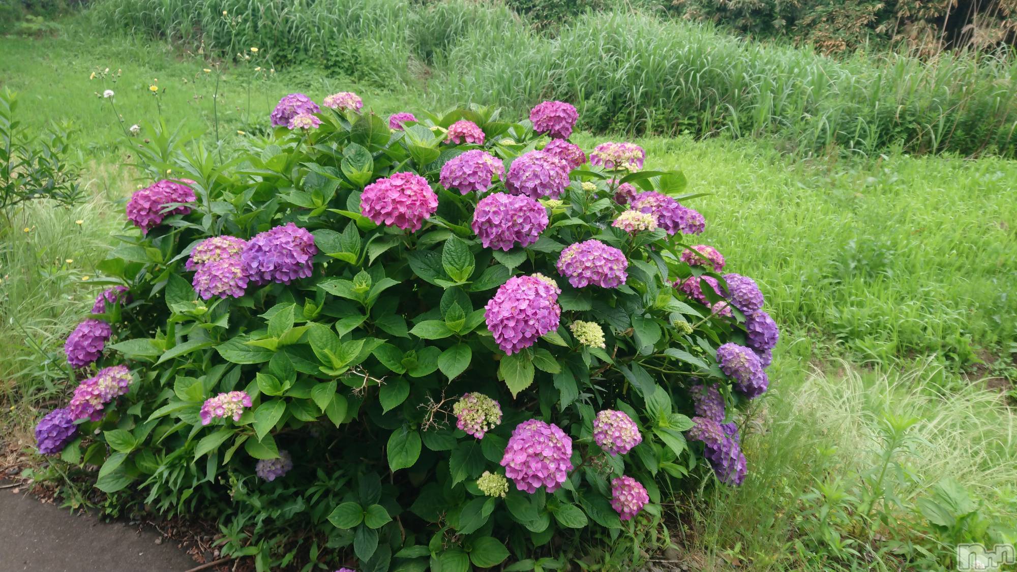 長岡デリヘル人妻楼　長岡店(ヒトヅマロウ　ナガオカテン)なな(43)の2023年6月12日写メブログ「貸し切りでした！」
