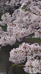 長岡デリヘル人妻楼　長岡店(ヒトヅマロウ　ナガオカテン) なな(43)の4月24日写メブログ「桜ヒラヒラ・・」