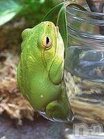 長岡デリヘル人妻楼　長岡店(ヒトヅマロウ　ナガオカテン) なな(43)の5月23日写メブログ「田んぼにいるカエル」