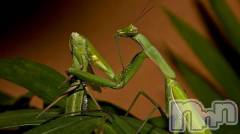 長岡デリヘル人妻楼　長岡店(ヒトヅマロウ　ナガオカテン) なな(43)の10月17日写メブログ「後尾中に」