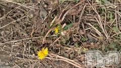 長岡デリヘル人妻楼　長岡店(ヒトヅマロウ　ナガオカテン) なな(43)の2月7日写メブログ「直ぐは❌だね～💦」