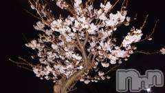 長岡デリヘル人妻楼　長岡店(ヒトヅマロウ　ナガオカテン) なな(43)の3月31日写メブログ「夜桜と言う名の」