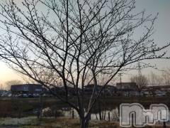 長岡デリヘル人妻楼　長岡店(ヒトヅマロウ　ナガオカテン) なな(43)の3月29日写メブログ「うちの近所は」