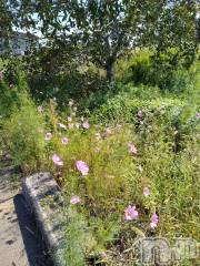 長岡デリヘル人妻楼　長岡店(ヒトヅマロウ　ナガオカテン) なな(43)の10月2日写メブログ「近所で」