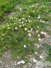 長岡デリヘル人妻楼　長岡店(ヒトヅマロウ　ナガオカテン) なな(43)の8月11日写メブログ「歩いていると」