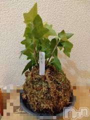 長岡デリヘル人妻楼　長岡店(ヒトヅマロウ　ナガオカテン) なな(43)の8月29日写メブログ「苔玉」