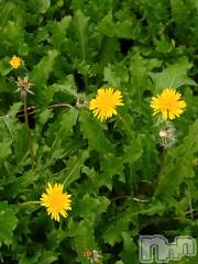 長岡デリヘル人妻楼　長岡店(ヒトヅマロウ　ナガオカテン) なな(43)の10月12日写メブログ「昨夜真夜中に」