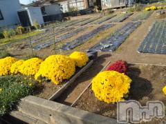 長岡デリヘル人妻楼　長岡店(ヒトヅマロウ　ナガオカテン) なな(43)の11月14日写メブログ「訳アリ品とは！」