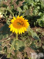 長岡デリヘル人妻楼　長岡店(ヒトヅマロウ　ナガオカテン) なな(43)の11月20日写メブログ「今日近所にて！」