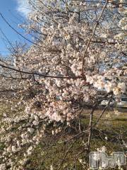 長岡デリヘル人妻楼　長岡店(ヒトヅマロウ　ナガオカテン) なな(43)の12月20日写メブログ「近所の」