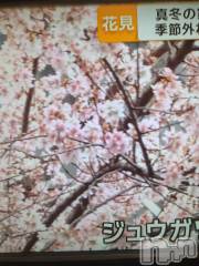 長岡デリヘル人妻楼　長岡店(ヒトヅマロウ　ナガオカテン) なな(43)の1月18日写メブログ「桜が咲いたのだとか」