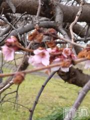 長岡デリヘル人妻楼　長岡店(ヒトヅマロウ　ナガオカテン) なな(43)の3月1日写メブログ「桜が咲いた？」
