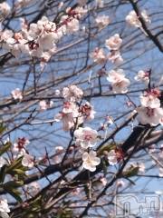 長岡デリヘル人妻楼　長岡店(ヒトヅマロウ　ナガオカテン) なな(43)の3月28日写メブログ「桜が咲いた」