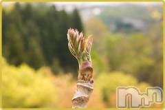 長岡デリヘル人妻楼　長岡店(ヒトヅマロウ　ナガオカテン) なな(43)の5月6日写メブログ「タラの芽とウルシ・・」