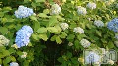 長岡デリヘル人妻楼　長岡店(ヒトヅマロウ　ナガオカテン) なな(43)の6月12日写メブログ「ハナ、コトバ」