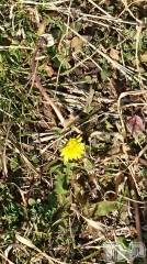 長岡デリヘル人妻楼　長岡店(ヒトヅマロウ　ナガオカテン) なな(43)の2月9日写メブログ「早咲きのタンポポ？」