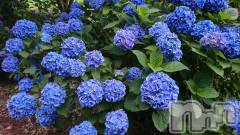 長岡デリヘル人妻楼　長岡店(ヒトヅマロウ　ナガオカテン) なな(43)の7月4日写メブログ「想像するもの。」