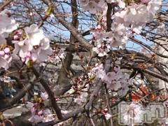 長岡デリヘル人妻楼　長岡店(ヒトヅマロウ　ナガオカテン) なな(43)の3月25日写メブログ「昨日桜が咲いてました。」