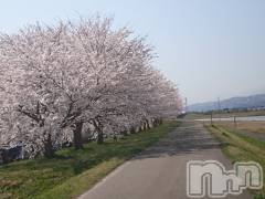 長岡デリヘル人妻楼　長岡店(ヒトヅマロウ　ナガオカテン) なな(43)の4月1日写メブログ「桜その①」