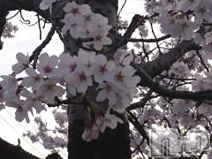 長岡デリヘル人妻楼　長岡店(ヒトヅマロウ　ナガオカテン) なな(43)の4月2日写メブログ「満開の桜を観ながら」