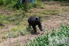 長岡デリヘル人妻楼　長岡店(ヒトヅマロウ　ナガオカテン) なな(43)の5月15日写メブログ「熊が出たらしい」
