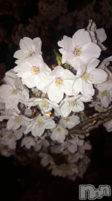 長岡デリヘル 人妻楼　長岡店(ヒトヅマロウ　ナガオカテン) なな(43)の4月10日写メブログ「お花見に」