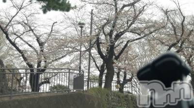 長岡デリヘル 人妻楼　長岡店(ヒトヅマロウ　ナガオカテン) なな(43)の4月5日写メブログ「ハチブザキノサクラ」