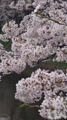 長岡デリヘル 人妻楼　長岡店(ヒトヅマロウ　ナガオカテン) なな(43)の4月24日写メブログ「桜ヒラヒラ・・」