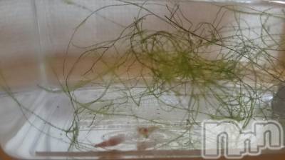 長岡デリヘル 人妻楼　長岡店(ヒトヅマロウ　ナガオカテン) なな(43)の6月23日写メブログ「海老と言えば・・」