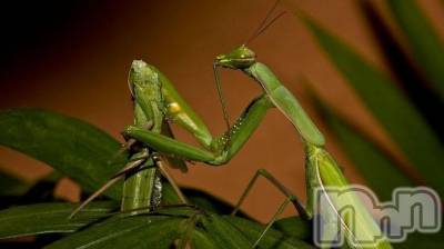 長岡デリヘル 人妻楼　長岡店(ヒトヅマロウ　ナガオカテン) なな(43)の10月17日写メブログ「後尾中に」