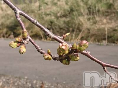 長岡デリヘル 人妻楼　長岡店(ヒトヅマロウ　ナガオカテン) なな(43)の3月25日写メブログ「桜のつぼみ」