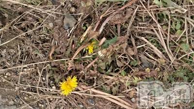 長岡デリヘル 人妻楼　長岡店(ヒトヅマロウ　ナガオカテン) なな(43)の2月7日写メブログ「直ぐは❌だね～💦」